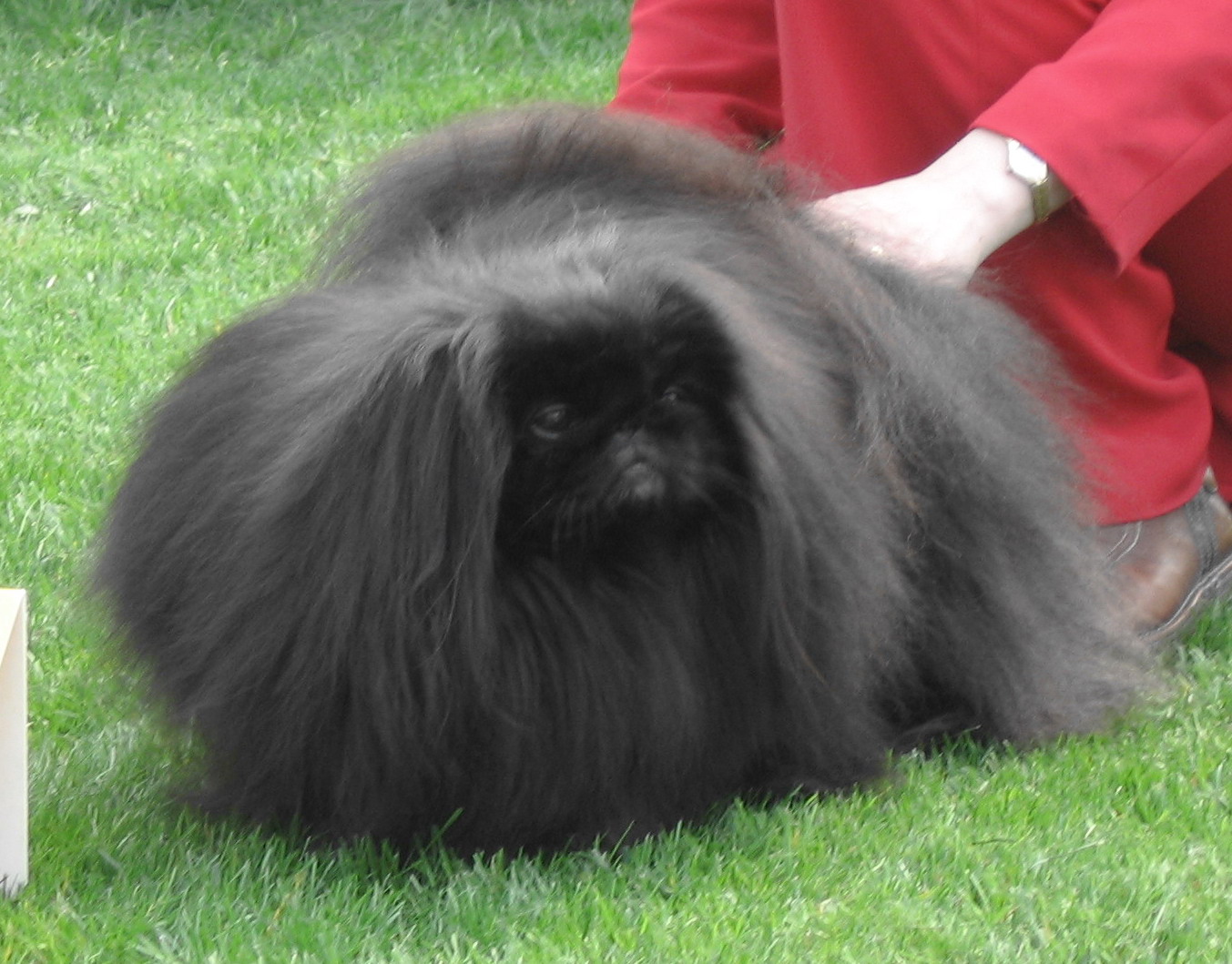 ICH. Chicorito Black Čínský démant.jpg