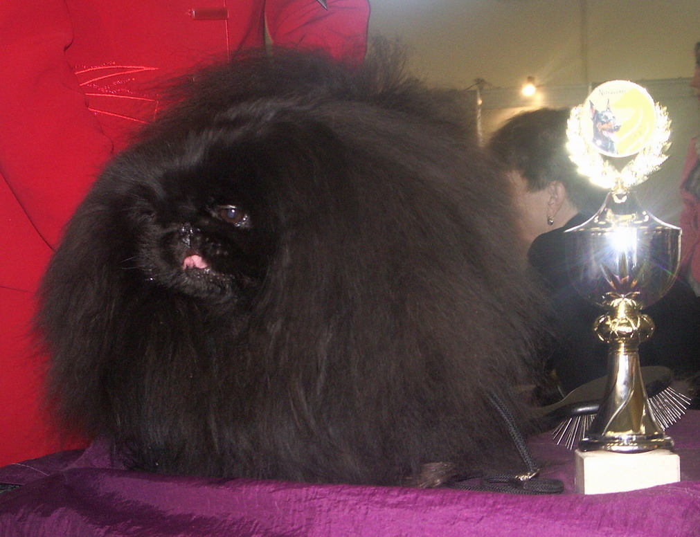Ch. Chicorito Black Čínský démant.JPG